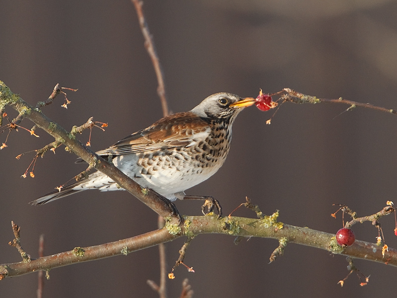 Turdus pilaris Fieldfare Kramsvogel